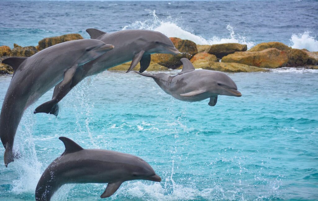jumping dolphins