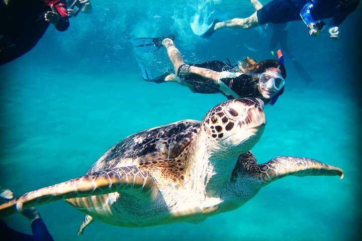 Sea Turtle snorkeling at Marsa Alam