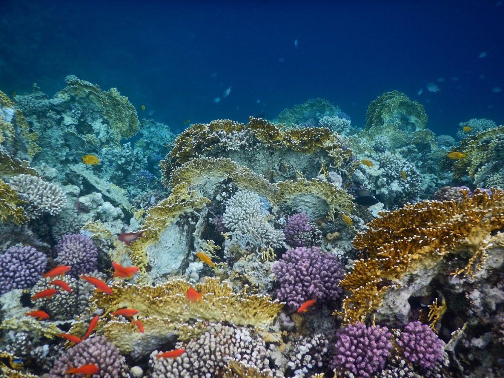 Coral Reef Hurghada