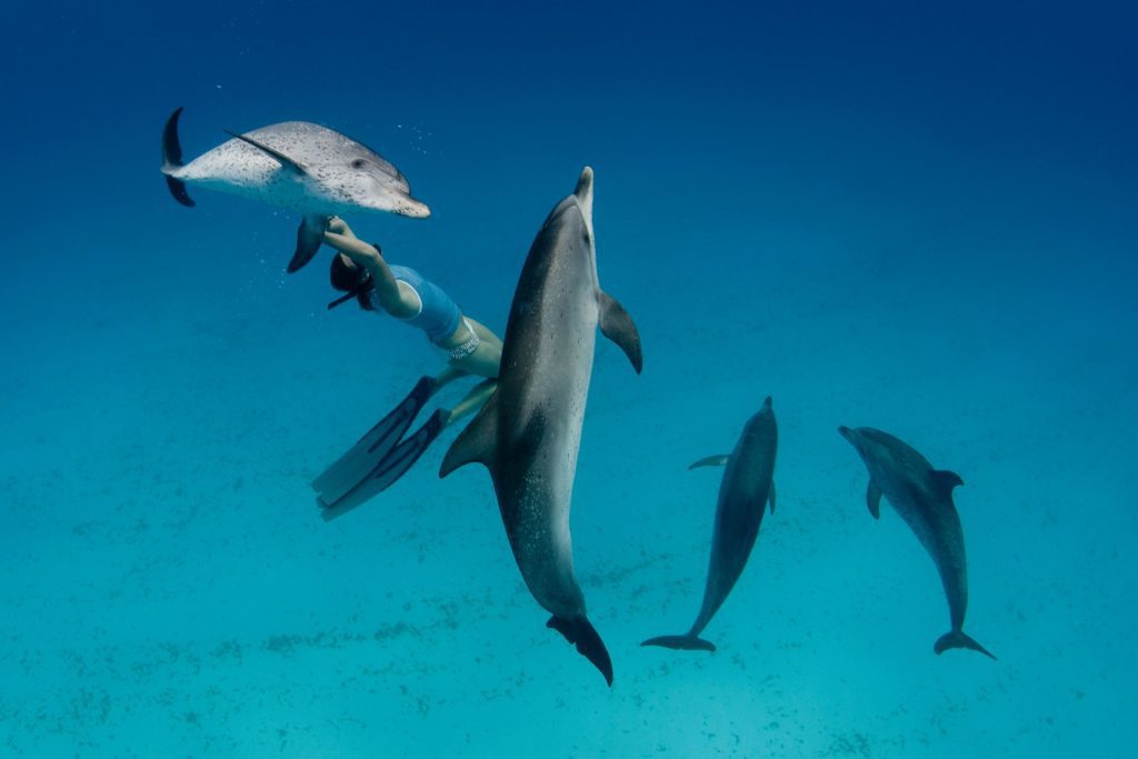 snorkeler Swimming with dolphins