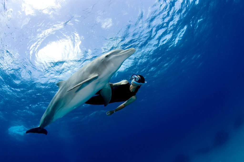 a young girl snorkeling next to an adorable dolphin