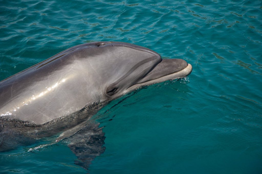 Lovely Dolphin