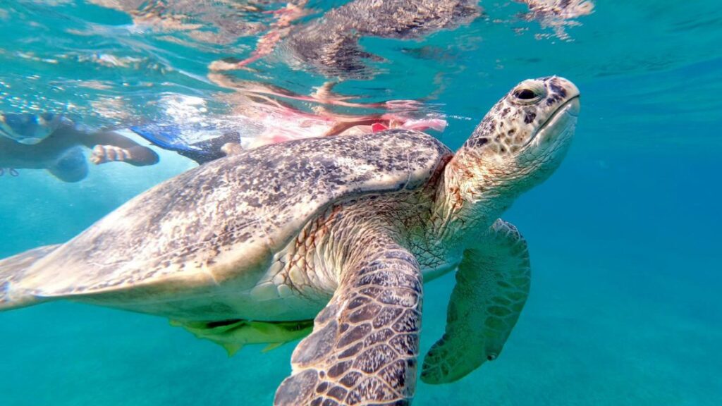 Excursion de snorkeling à la baie d'Abu Dabbab