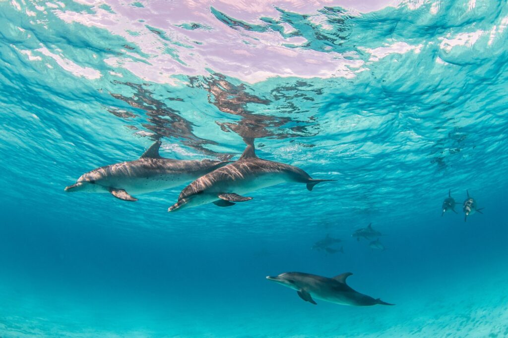 Excursion en bateau à Dolphin House